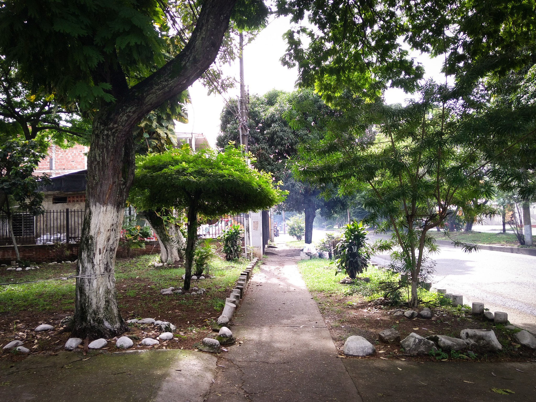 ASUS ZenFone 4 Max (ZC554KL) sample photo. Trees beauty photography