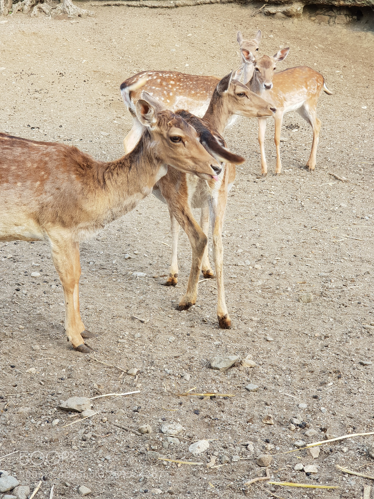 Samsung Galaxy S9+ sample photo. Untitled photography