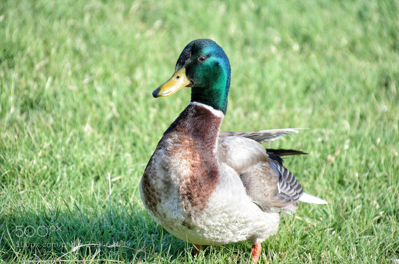 Nikon D5100 sample photo. Duck photography