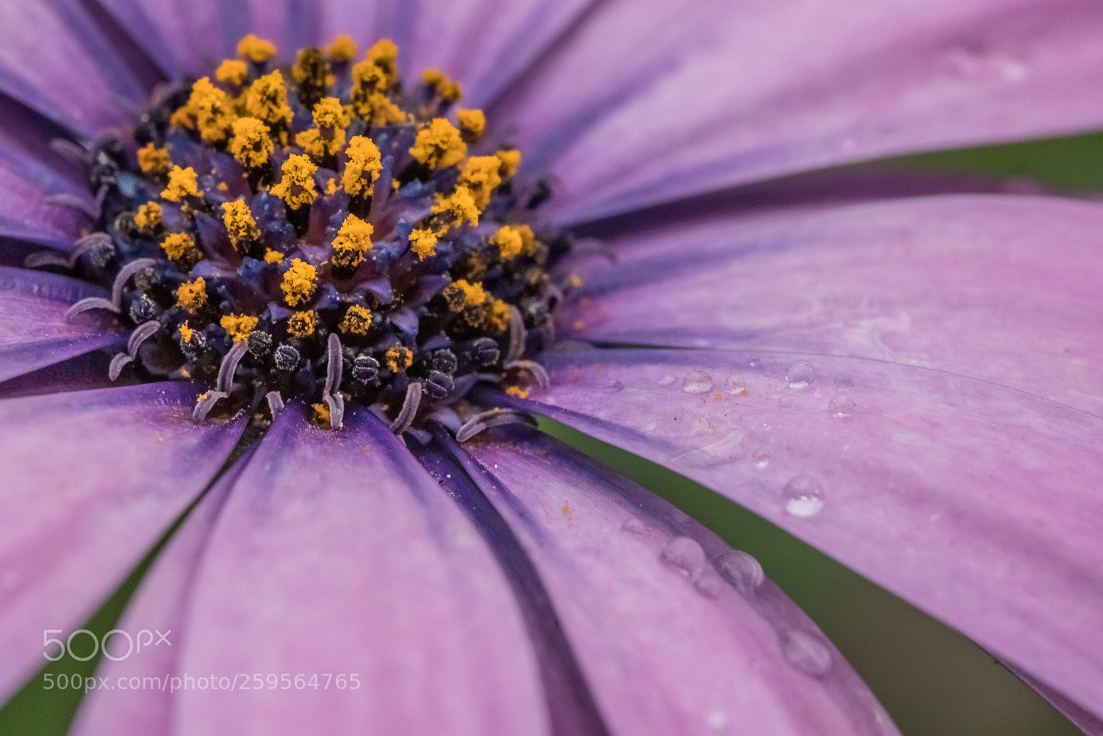 Canon EOS 6D Mark II sample photo. Heart photography