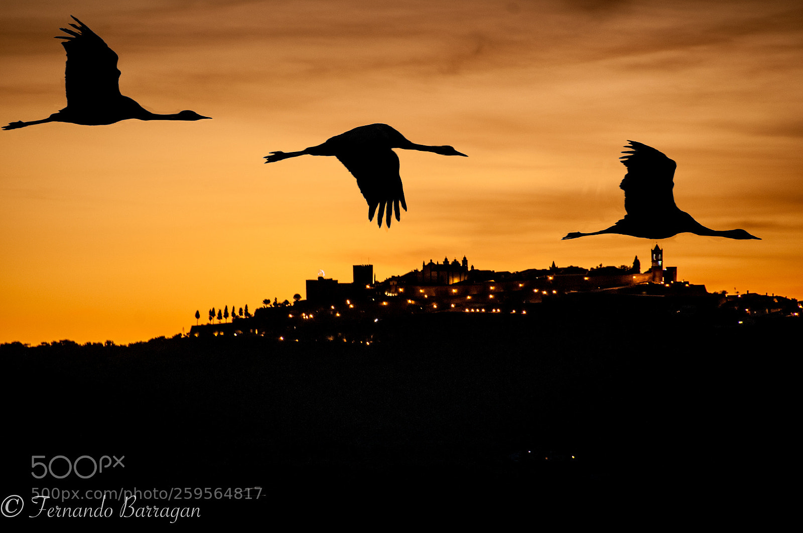 Nikon D300S sample photo. Grullas volando a contraluz photography