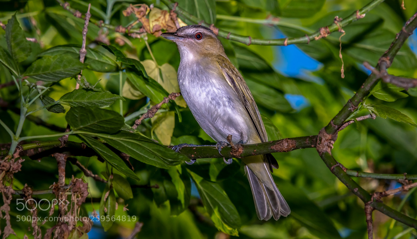 Nikon D500 sample photo. Red-eyed vireo photography