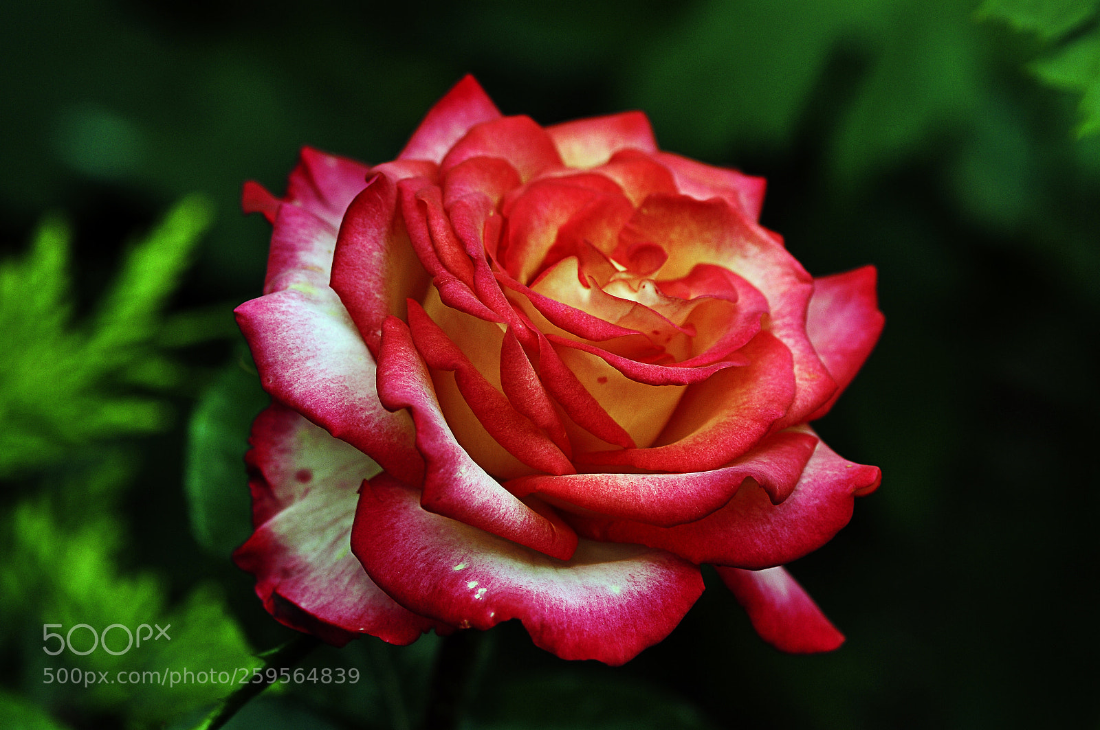 Nikon D300 sample photo. Яркая красавица photography