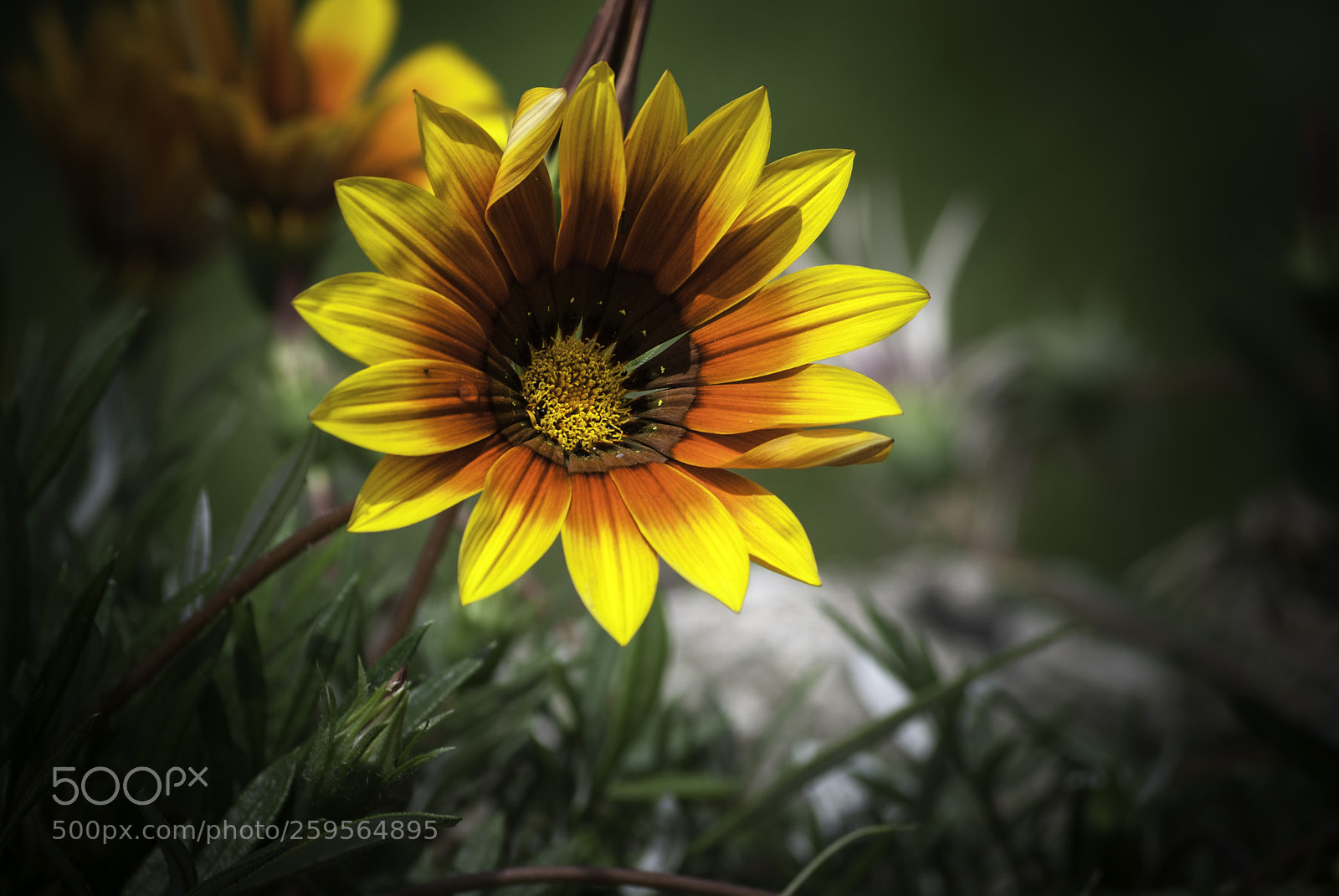 Nikon D60 sample photo. Flower photography