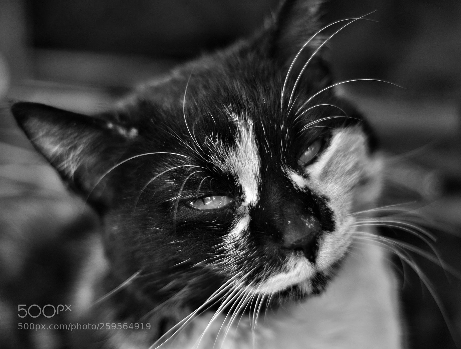 Nikon D3100 sample photo. Untitled photography