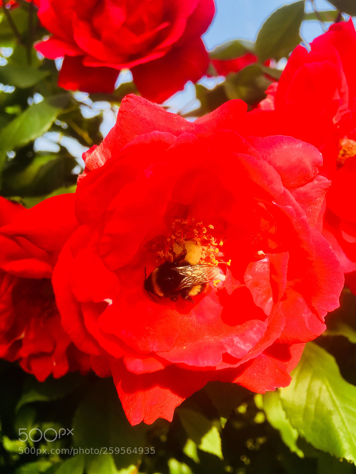 Apple iPhone 6s Plus sample photo. Untitled photography