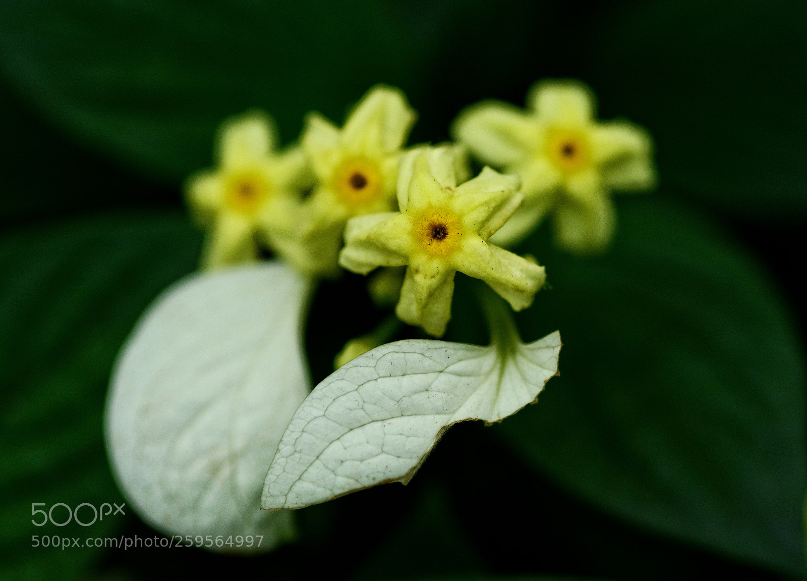 Nikon D7100 sample photo. Untitled photography