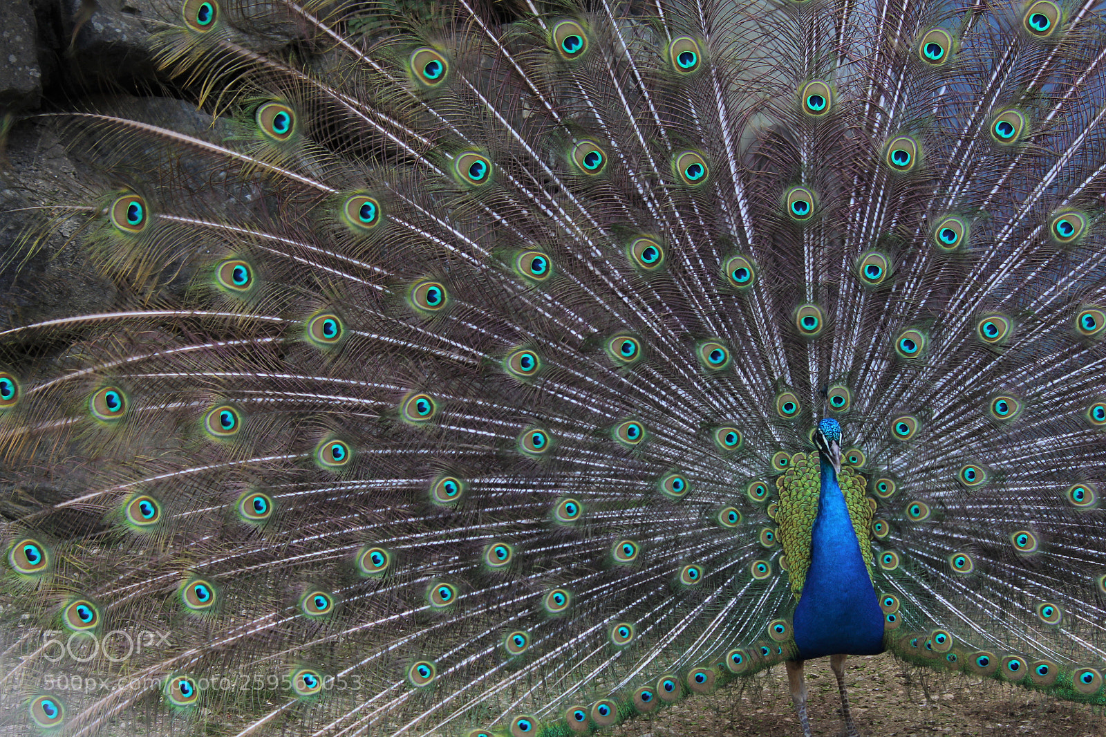 Canon EOS 1300D (EOS Rebel T6 / EOS Kiss X80) sample photo. Peacock photography