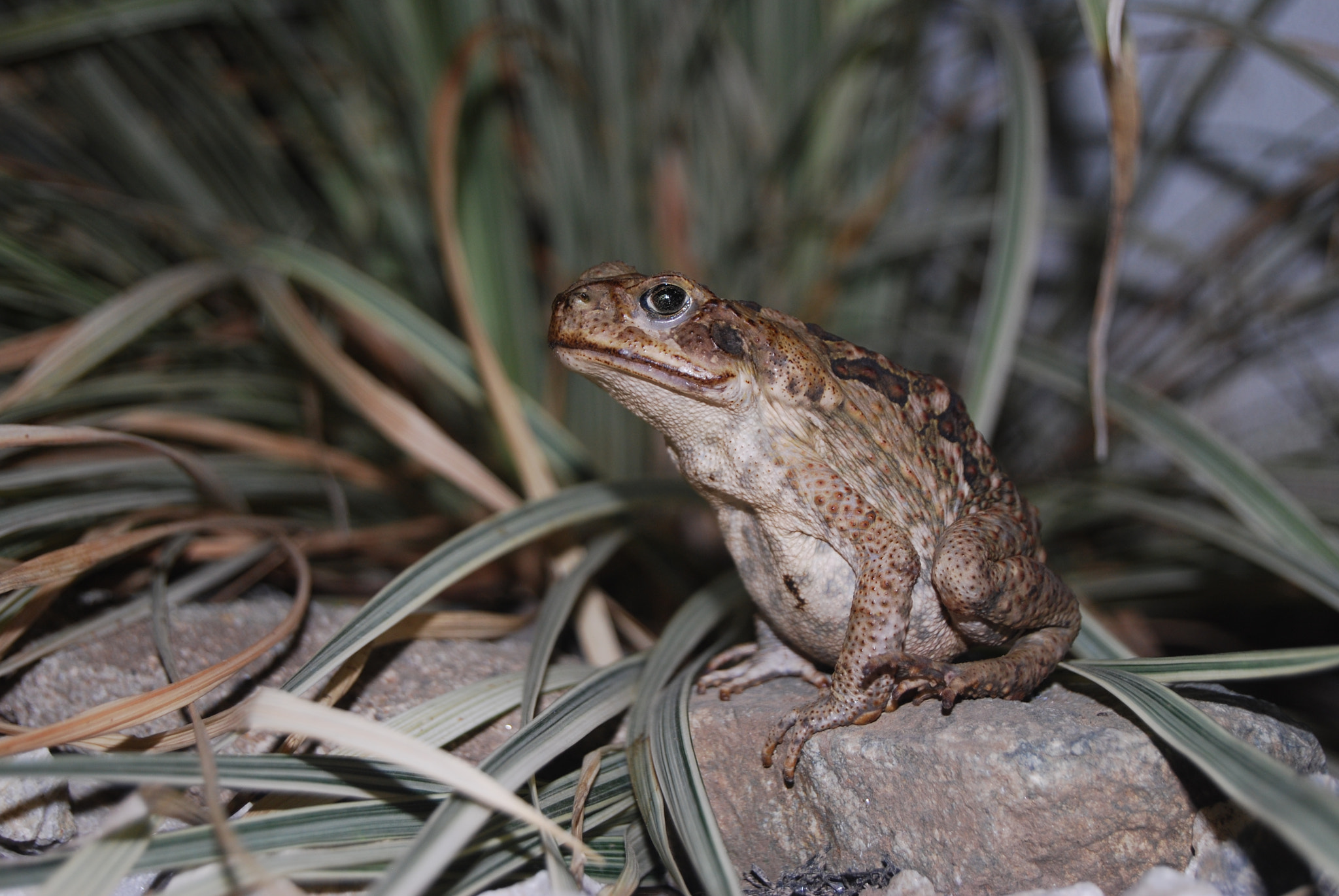 Nikon D60 sample photo. A toad in the garden photography