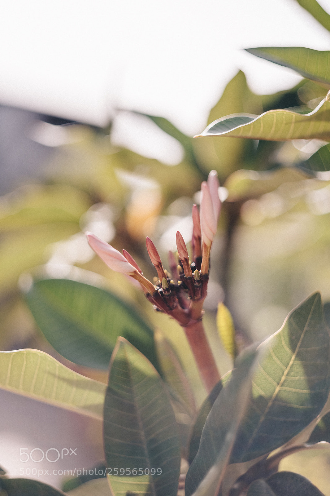Canon EOS 6D Mark II sample photo. Vintage photography