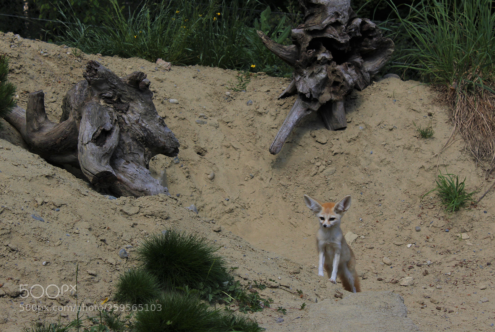 Canon EOS 1300D (EOS Rebel T6 / EOS Kiss X80) sample photo. Fennec photography