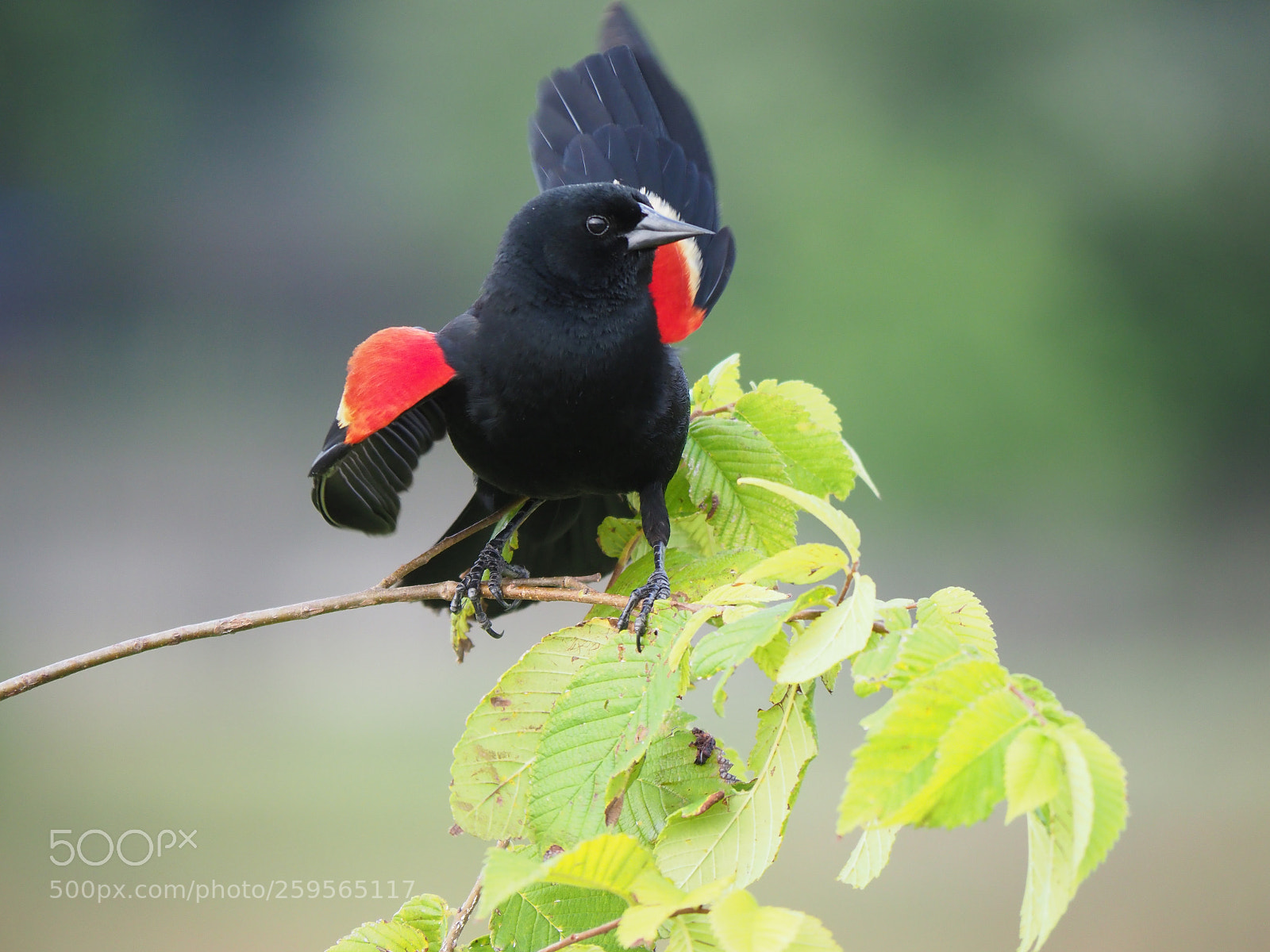 Olympus OM-D E-M1 Mark II sample photo. Red-winged blackbird photography