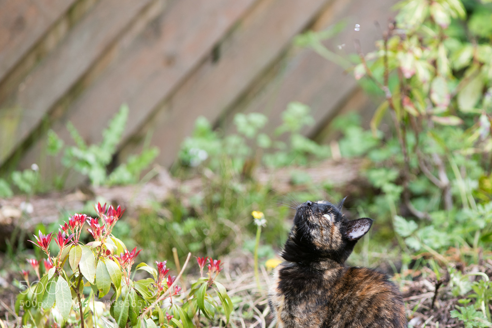 Nikon D750 sample photo. _rmh5309-2.jpg photography