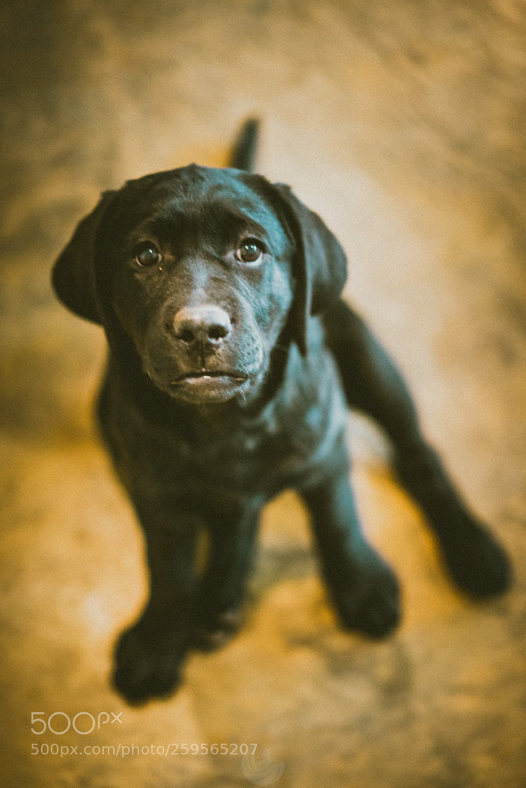 Sony a7R II sample photo. Future emotional support photography