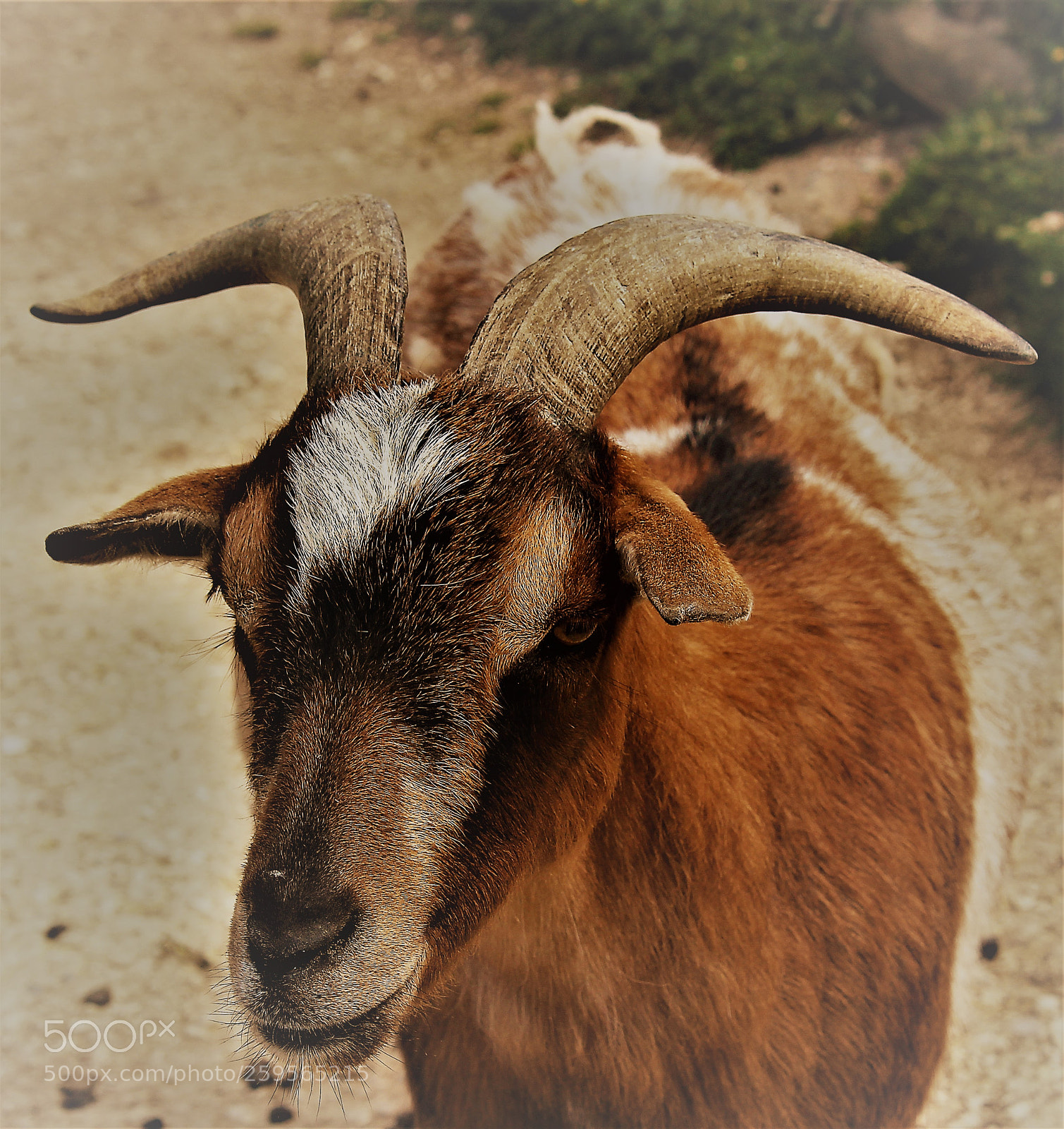 Canon EOS 1300D (EOS Rebel T6 / EOS Kiss X80) sample photo. Goat portrait photography