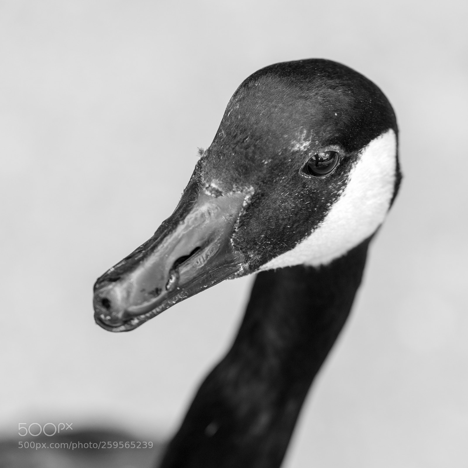 Nikon D500 sample photo. The golden goose photography
