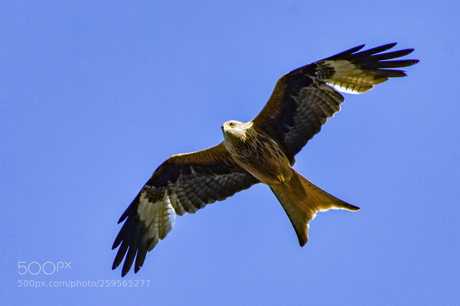 Nikon D3400 sample photo. Red kite blue sky photography