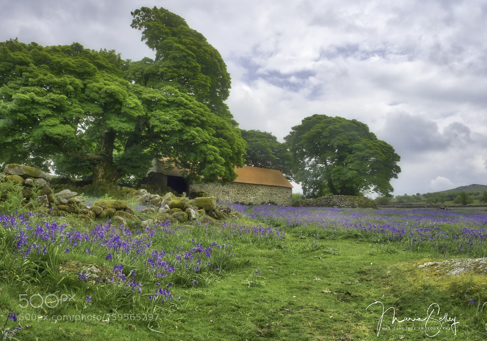 Olympus OM-D E-M1 Mark II sample photo. Sea of bluebells photography