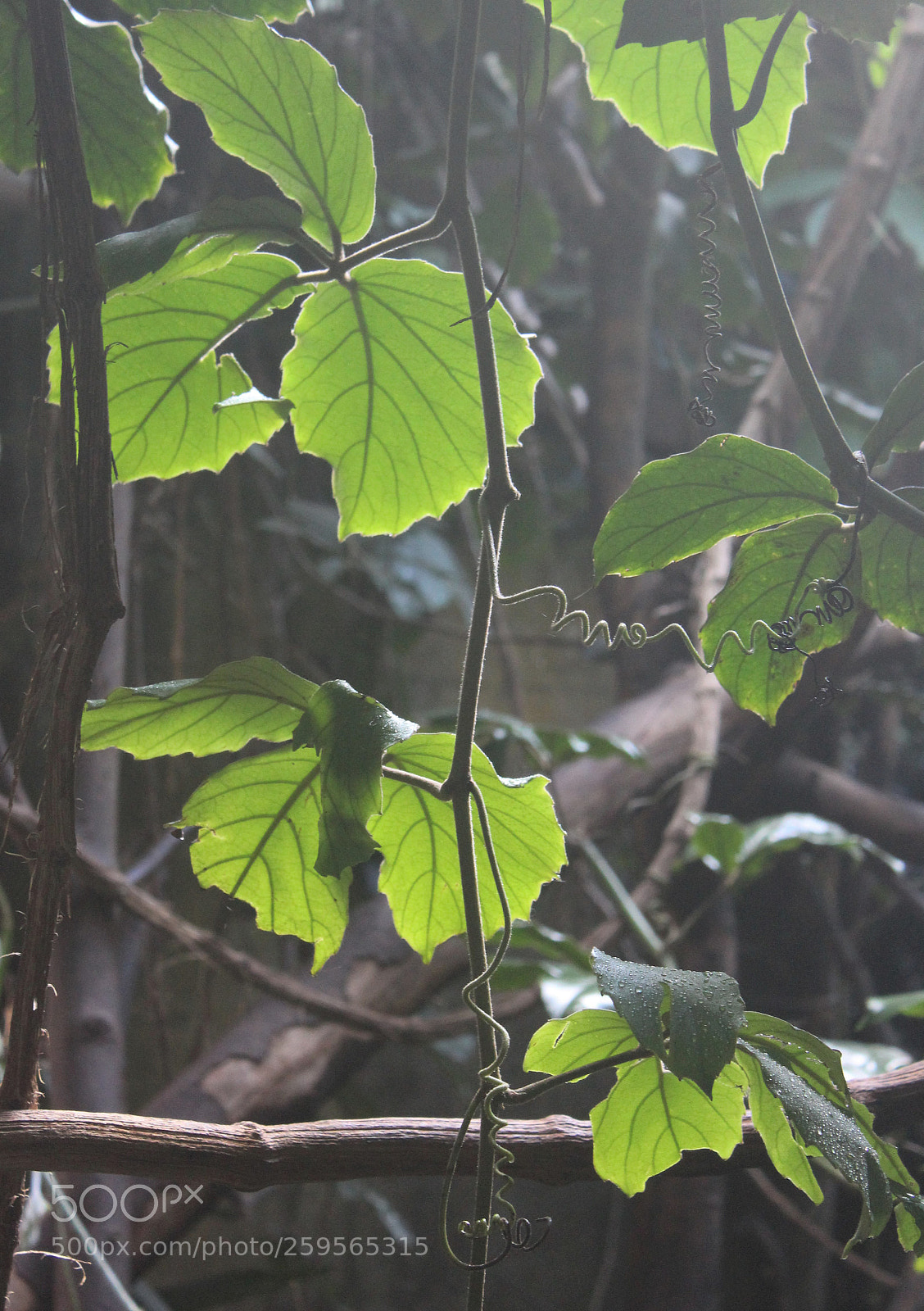 Canon EOS 1300D (EOS Rebel T6 / EOS Kiss X80) sample photo. Light in the leaves photography