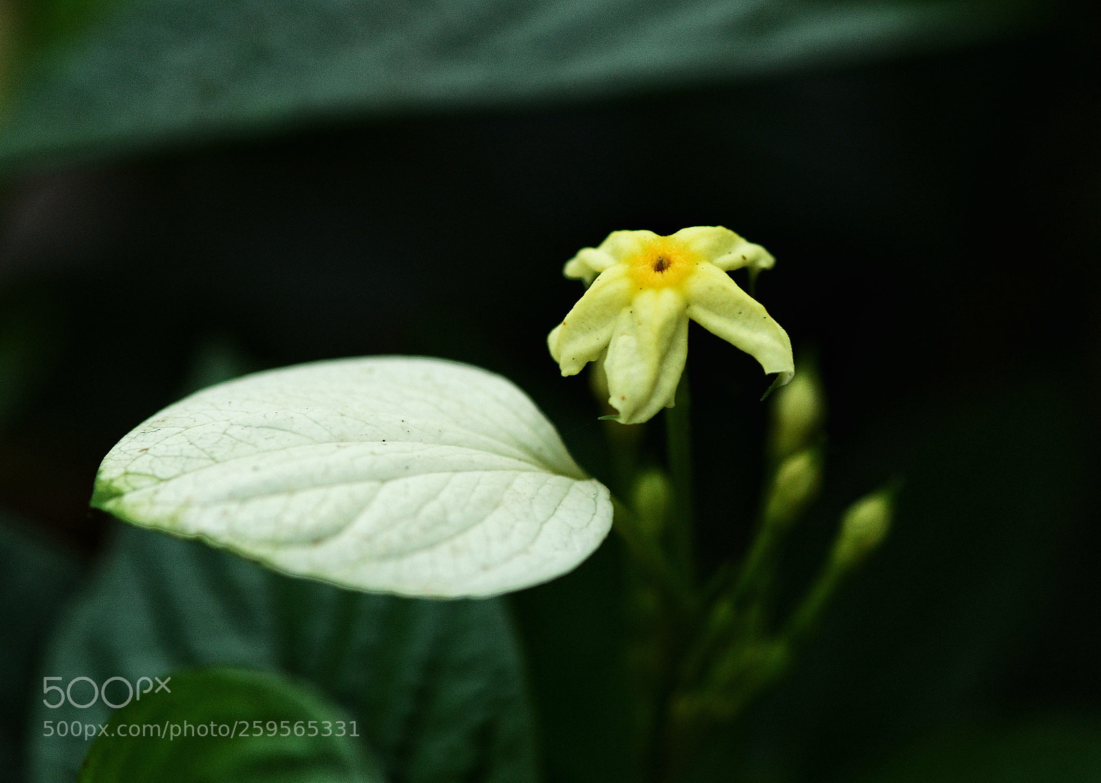 Nikon D7100 sample photo. Untitled photography