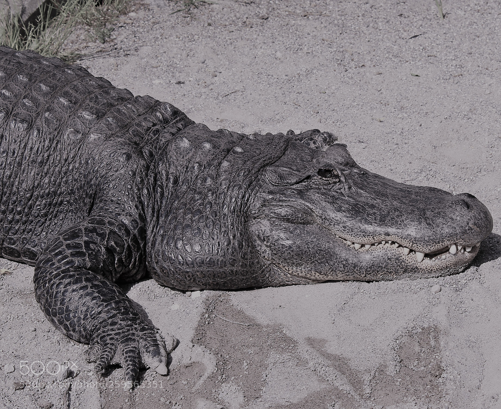Canon EOS 1300D (EOS Rebel T6 / EOS Kiss X80) sample photo. Croco portrait photography