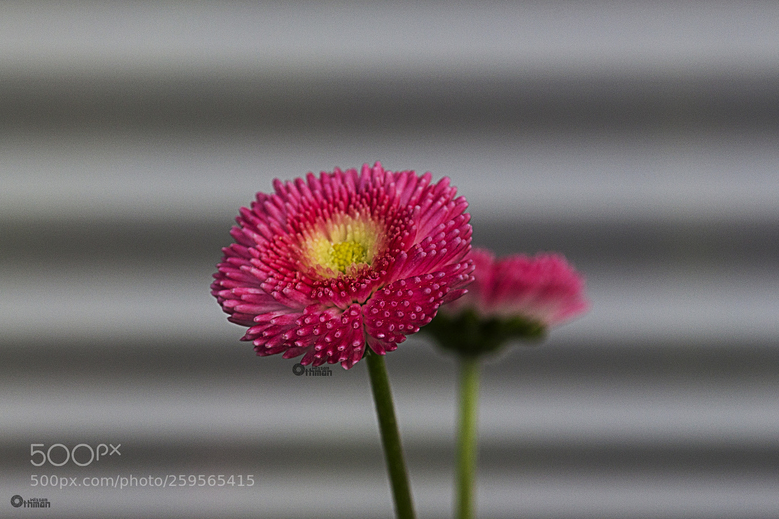 Canon EOS 650D (EOS Rebel T4i / EOS Kiss X6i) sample photo. Stand alone photography