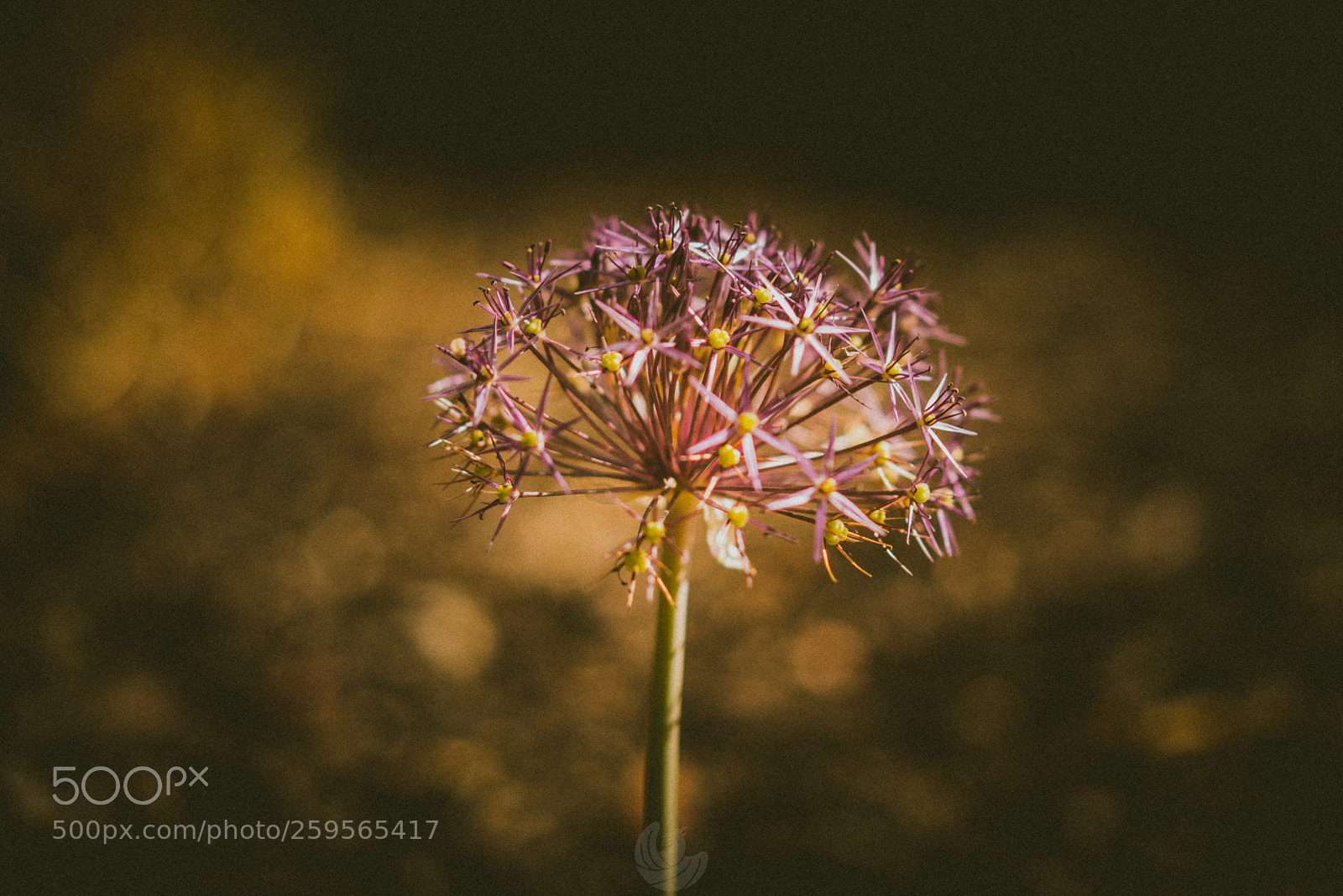 Sony a7R II sample photo. Plant life photography