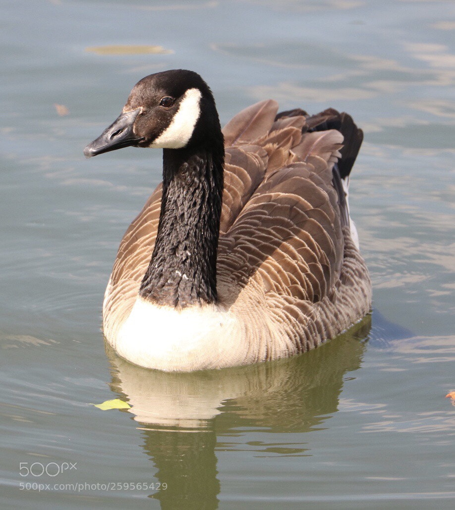 Canon EOS 750D (EOS Rebel T6i / EOS Kiss X8i) sample photo. Geese photography