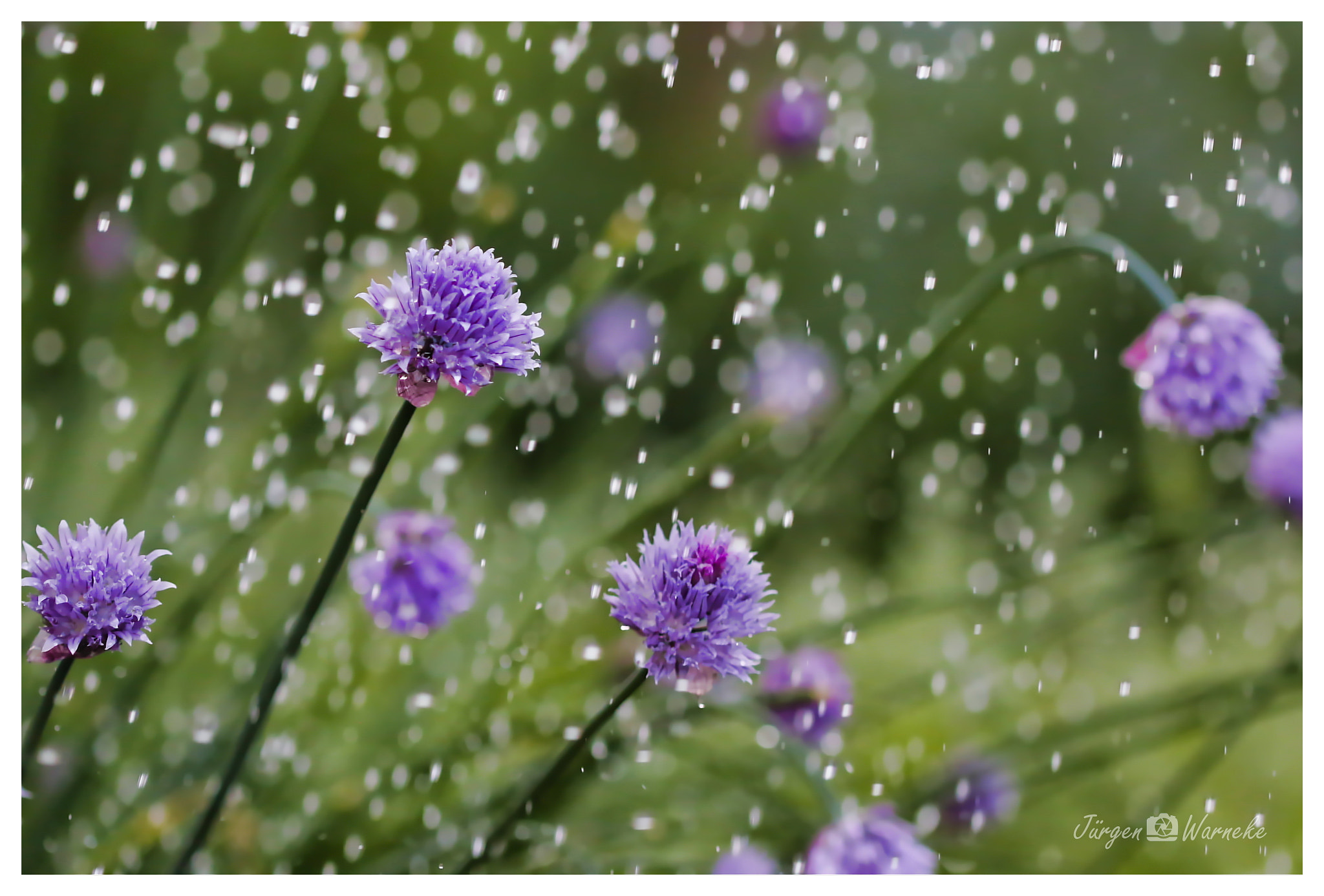 Canon EF 100mm F2.8L Macro IS USM sample photo. Summer rain photography