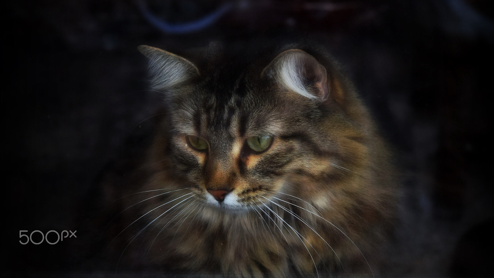 Nikon D5300 sample photo. Bianca through the window photography