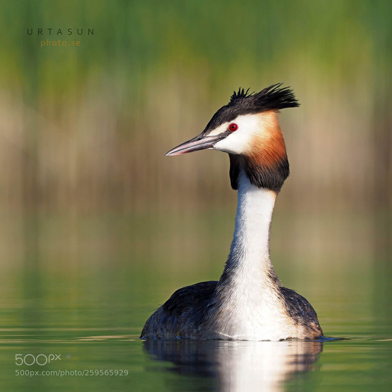 Olympus OM-D E-M1 Mark II sample photo. Crested grebe photography