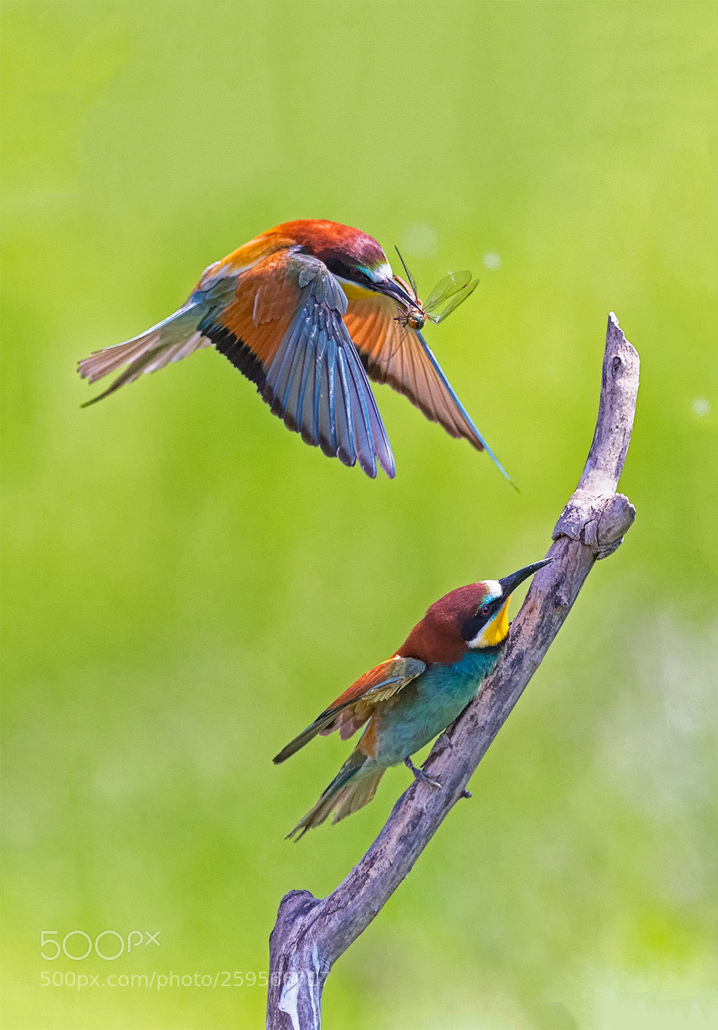 Nikon D500 sample photo. Bee eater photography