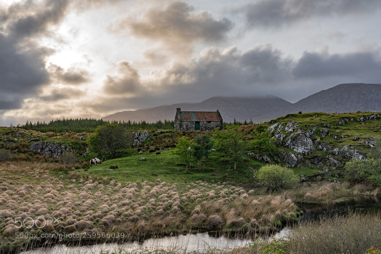 Sony a7R III sample photo. Dsc photography