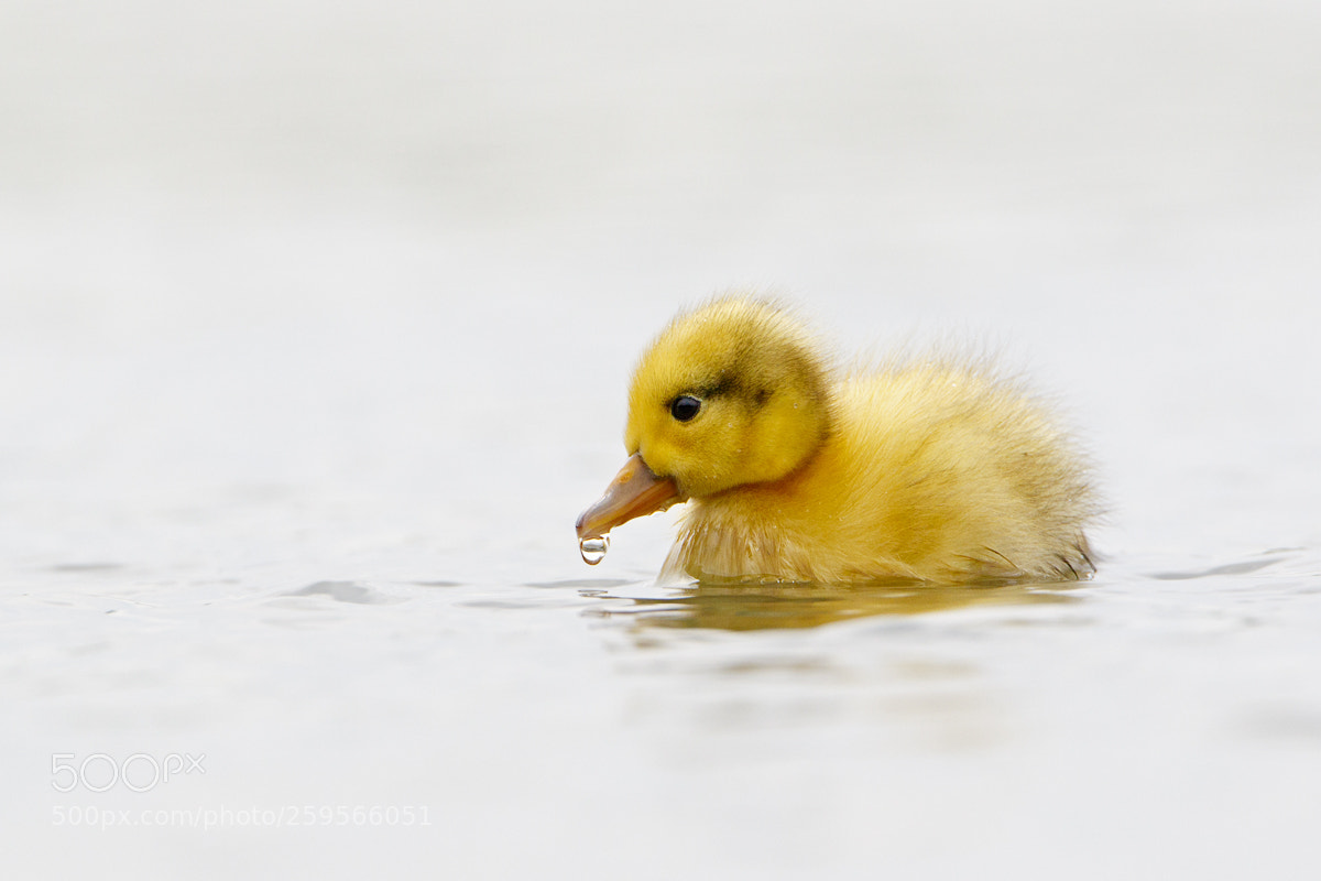 Canon EOS 7D Mark II sample photo. Baby duck photography