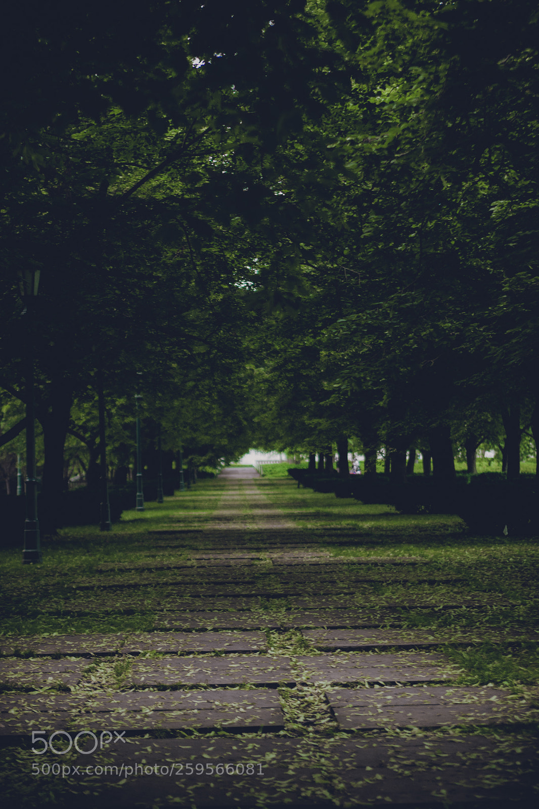 Canon EOS 5D Mark II sample photo. Wooded path photography