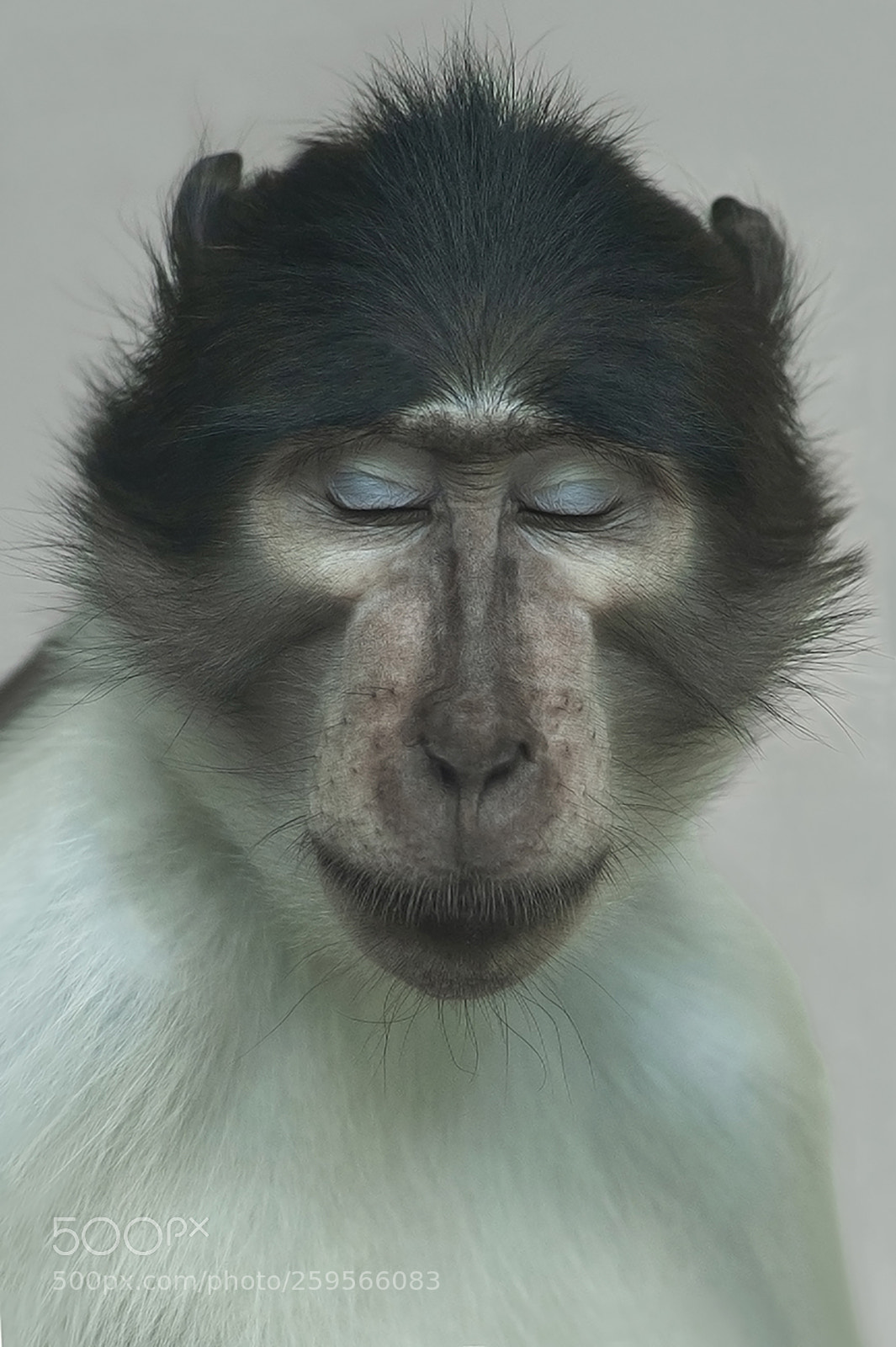 Nikon D700 sample photo. Mongabay monkey who sleeps photography