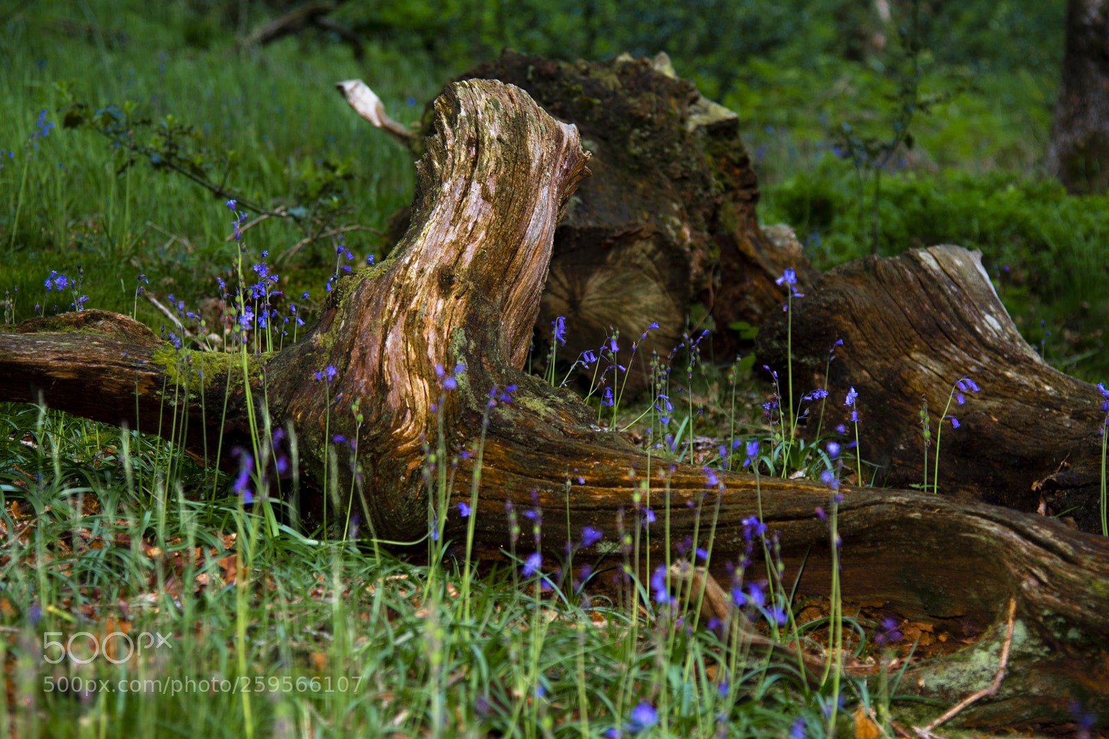 Nikon D7200 sample photo. Bluebell photography