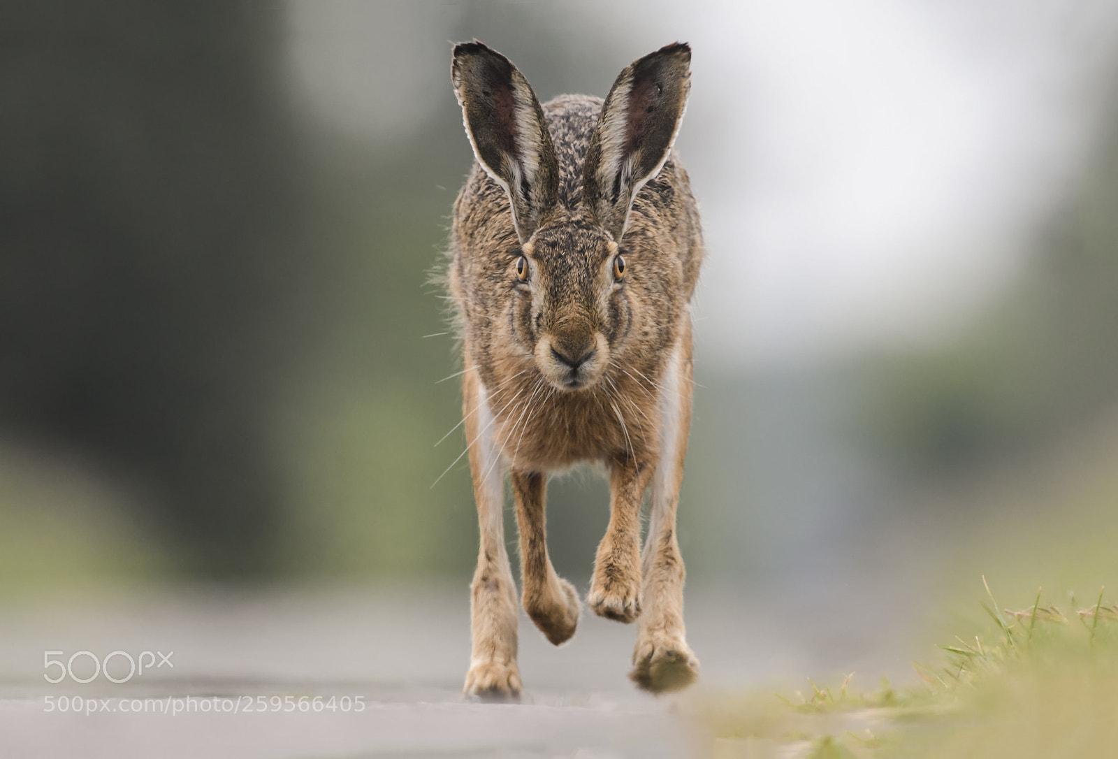 Nikon D500 sample photo. Rabbit photography