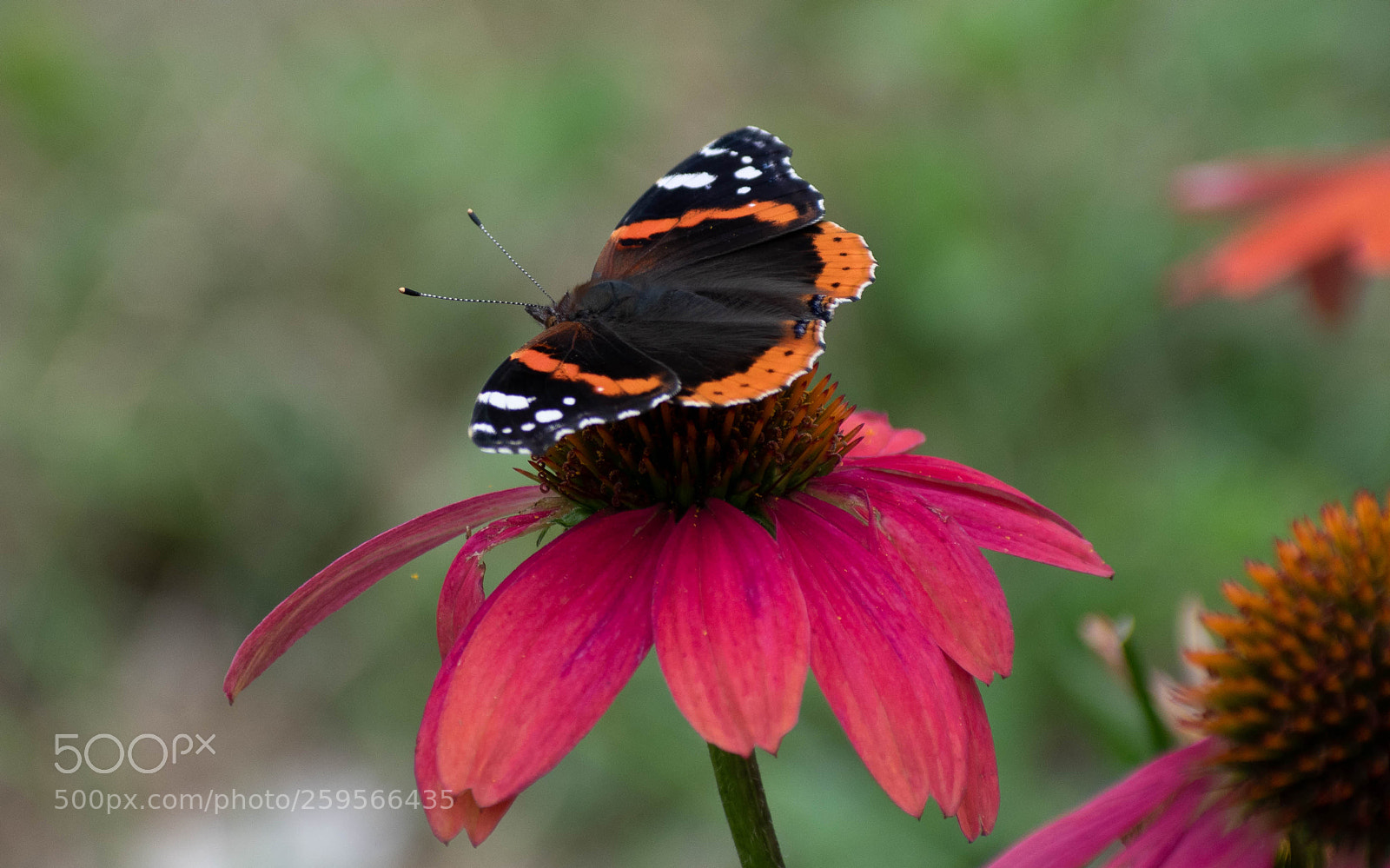 Nikon D5500 sample photo. Red admiral butterfly female photography