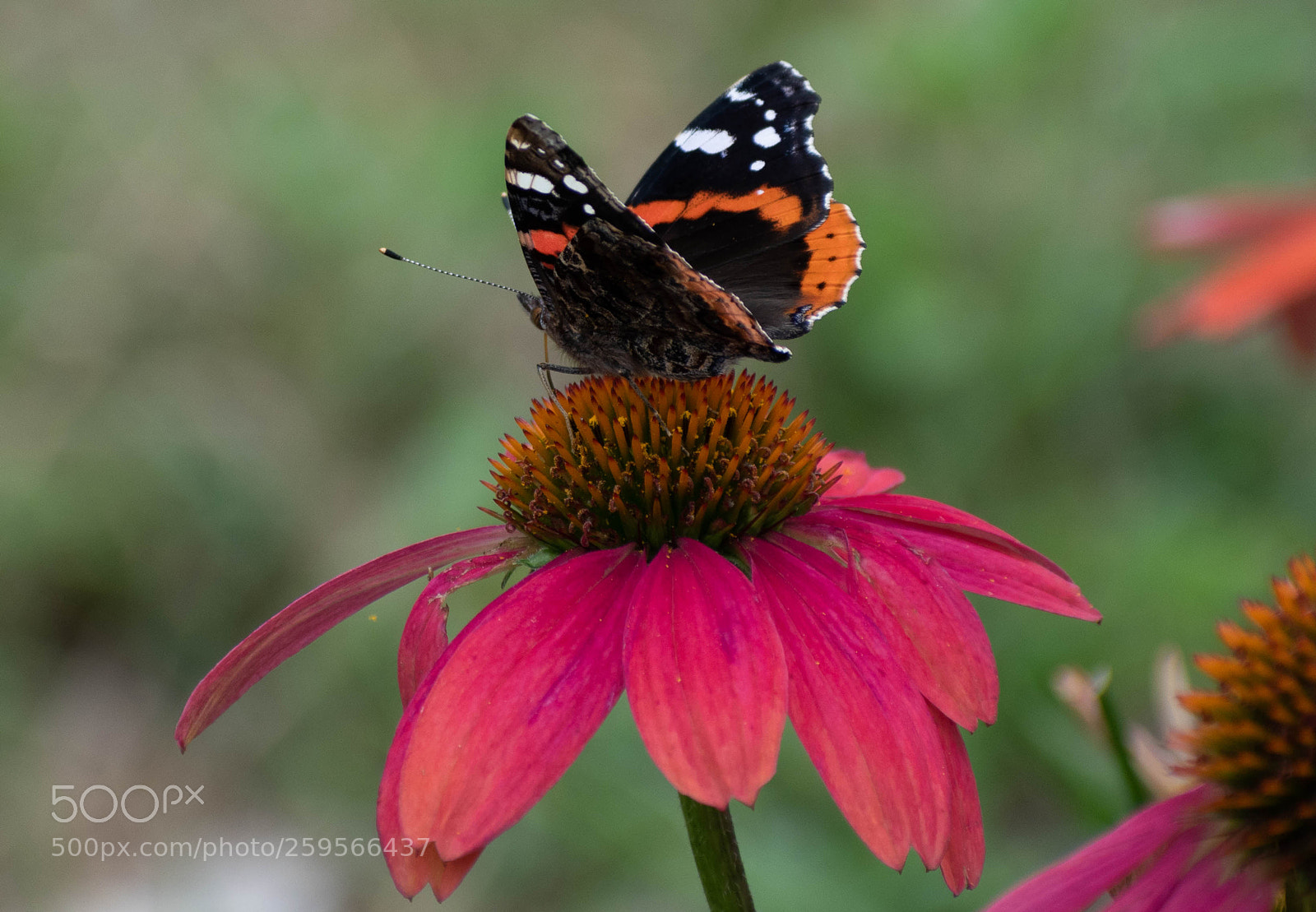 Nikon D5500 sample photo. Red admiral butterfly female photography