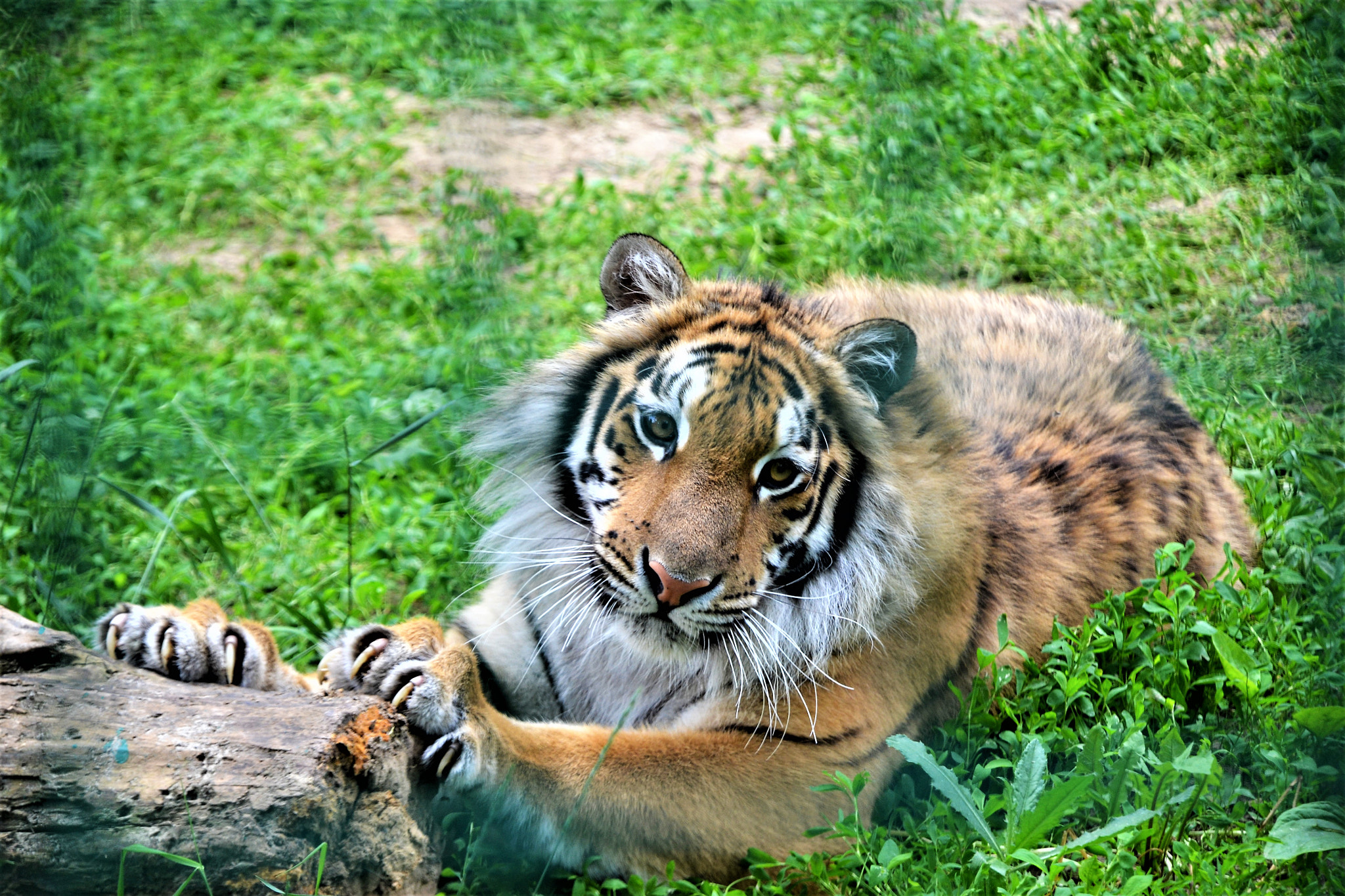 Nikon D3100 sample photo. Тигренок photography