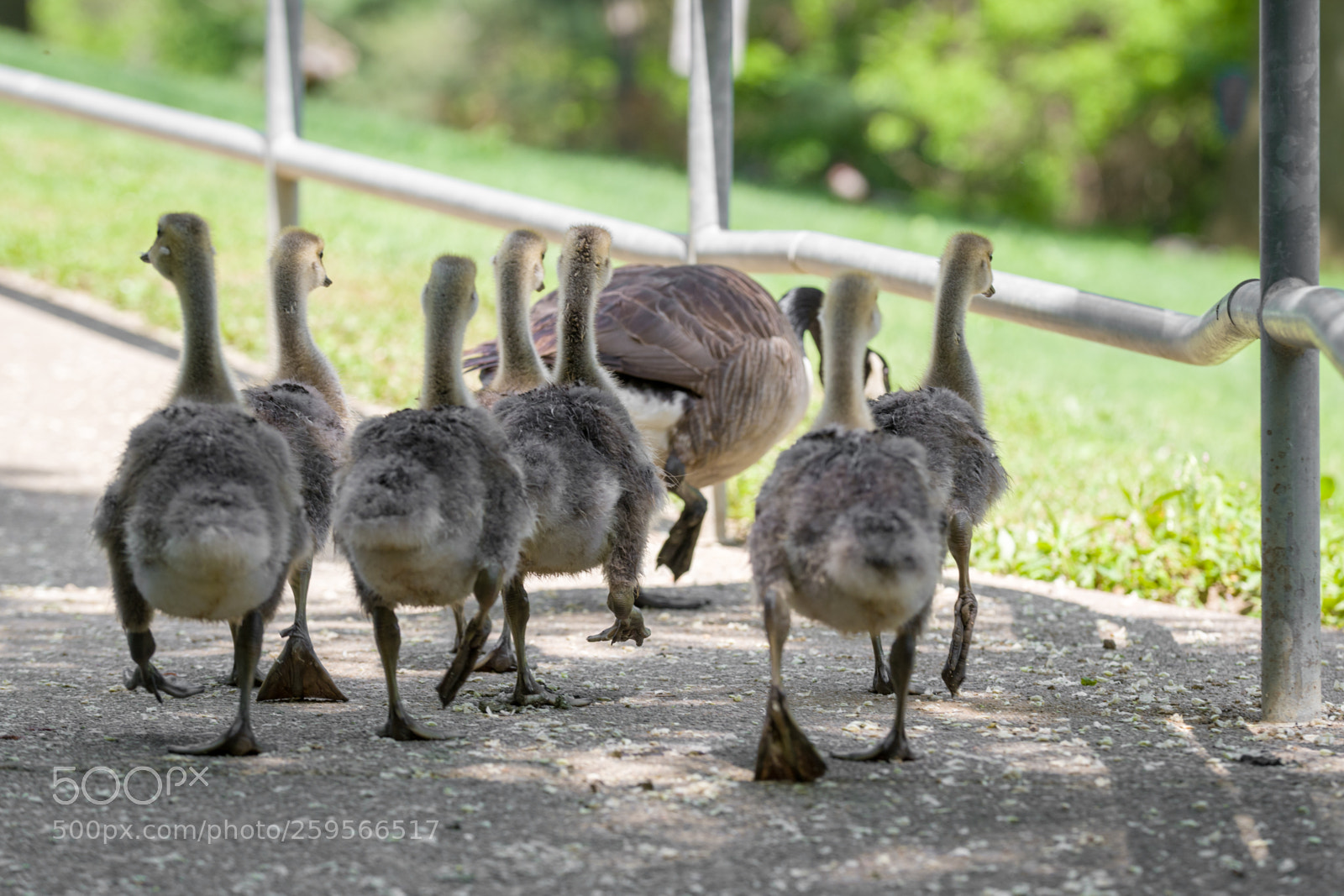 Nikon D500 sample photo. Catch up with mommy! photography