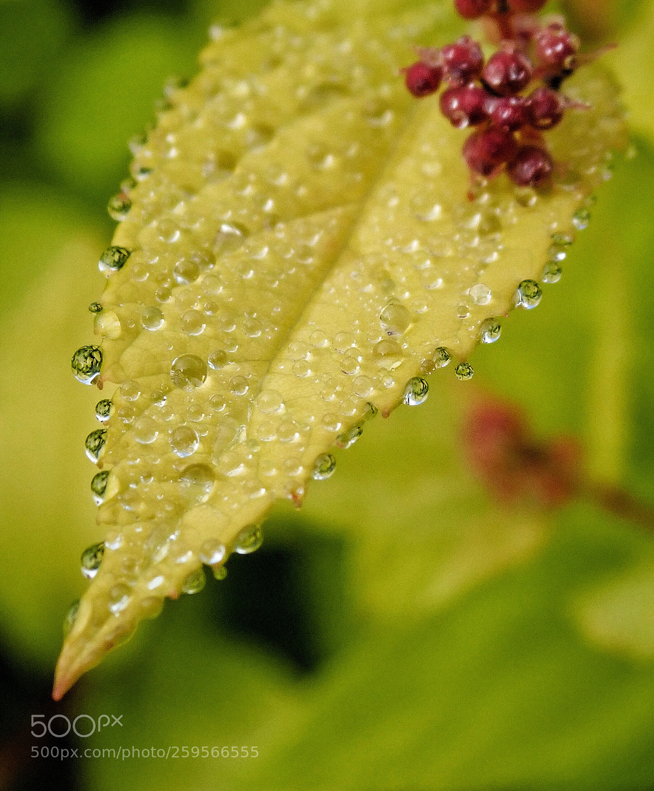 Olympus TG-5 sample photo. Morning dew on a photography