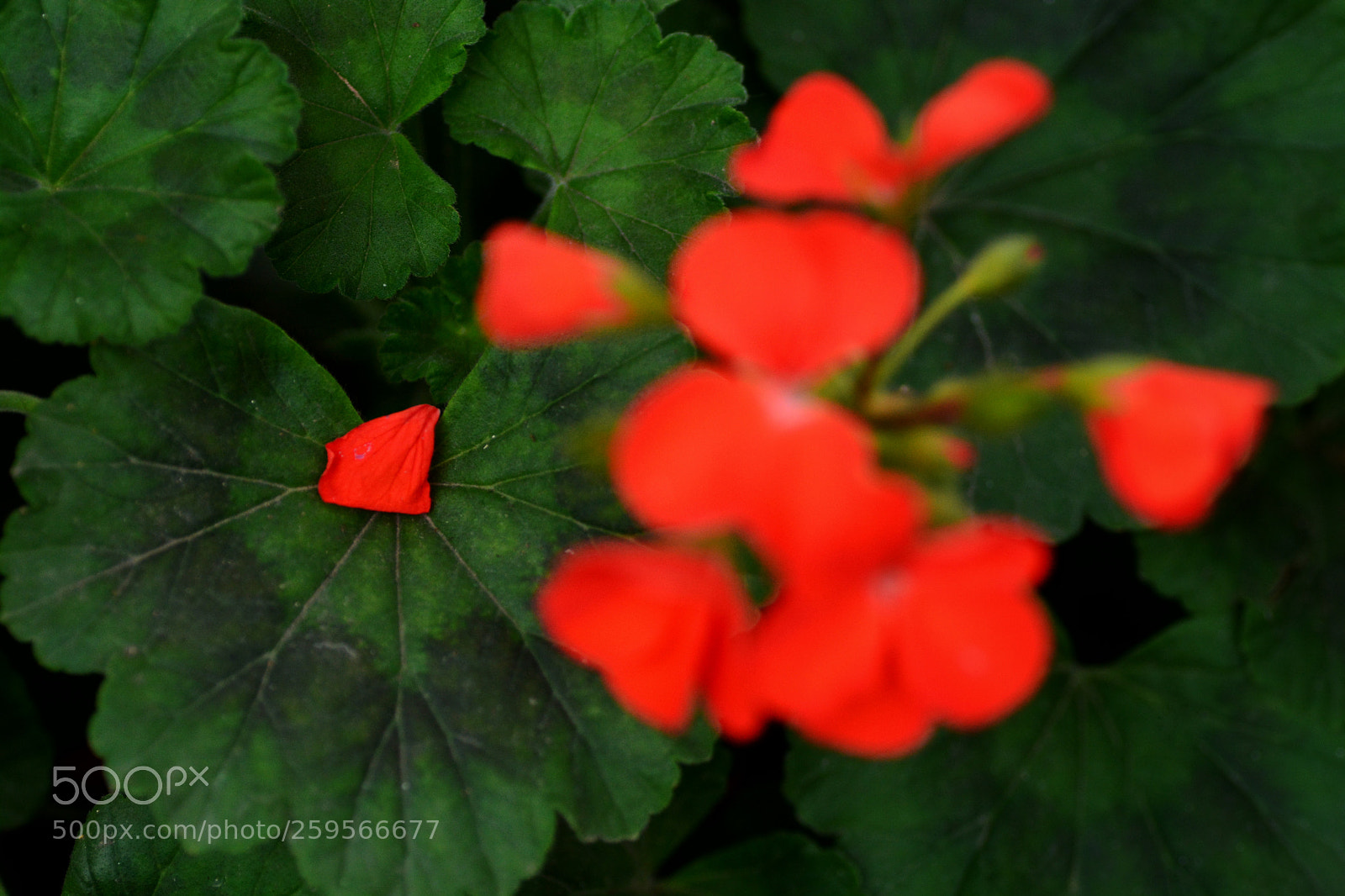 Nikon D7100 sample photo. Untitled photography