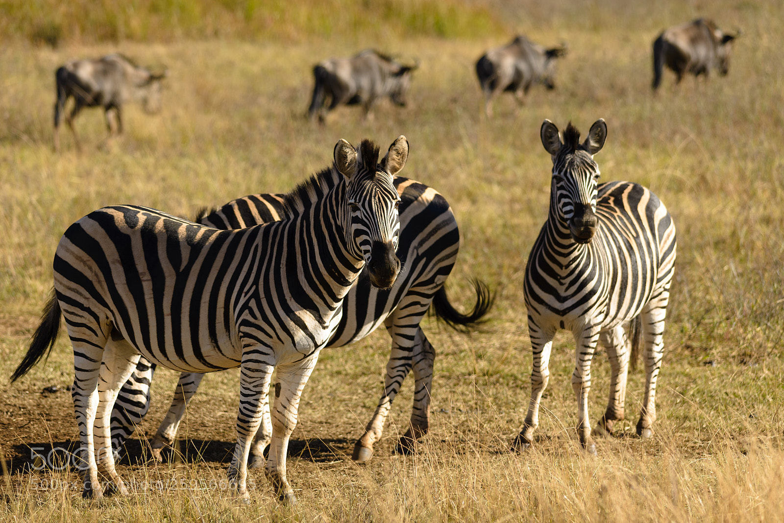 Nikon D610 sample photo. Zebra on african plain photography