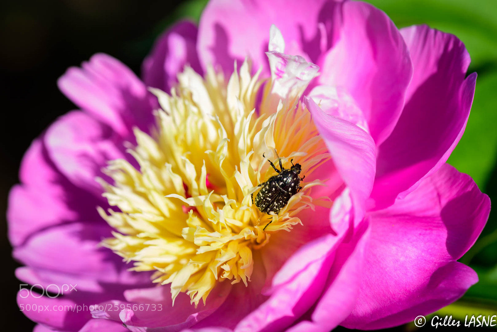 Nikon D750 sample photo. Pivoine photography