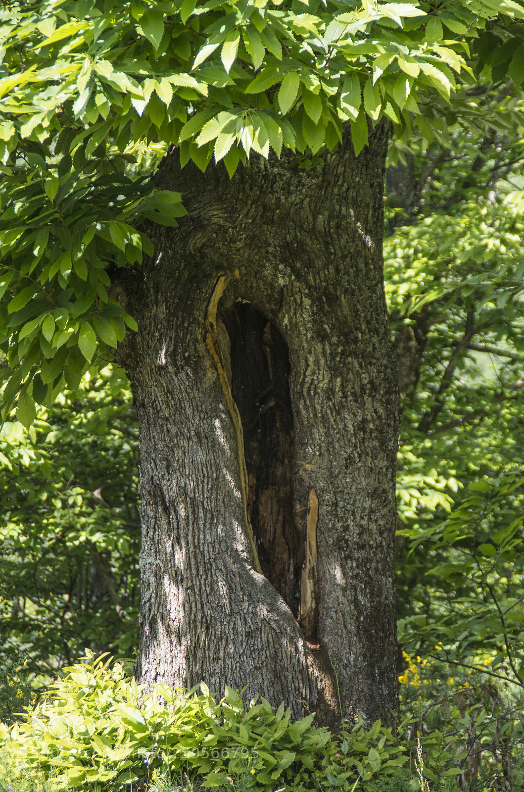 Pentax K-30 sample photo. L'albero segreto photography