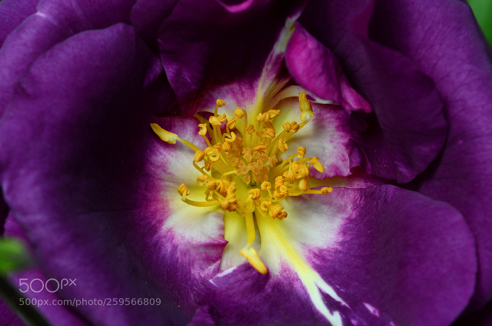 Nikon D7000 sample photo. Rhapsody in blue photography