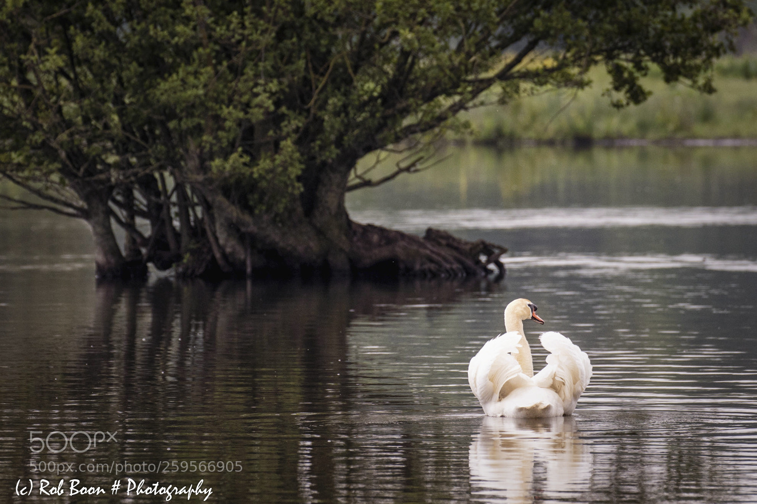 Canon EOS 5DS sample photo. Swan @ eijsder-beemden photography