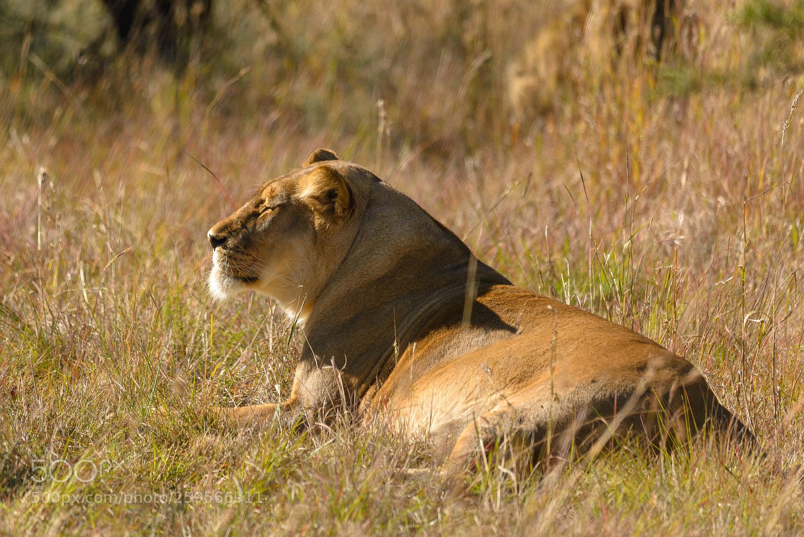 Nikon D610 sample photo. Her majesty photography
